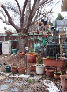 A View of the garden and the bare mulberry three years ago