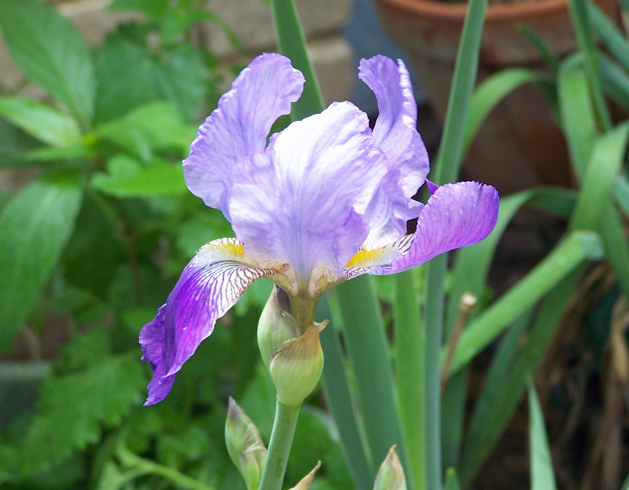 Purple Iris – Easter 2017 – The Daily Brief